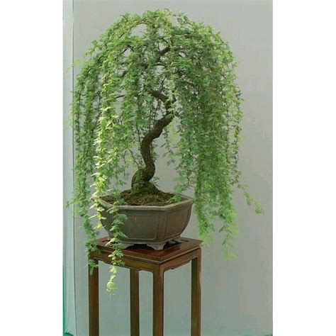 The CZ Grain Willow Bonsai, also known as the Chinese Willow or Salix matsudana, is a stunning bonsai tree that showcases the elegance and grace of nature in a compact form. Its unique grain pattern, characterized by intricate swirls and lines, adds a touch of sophistication to any bonsai collection. One of the most intriguing aspects of the CZ …